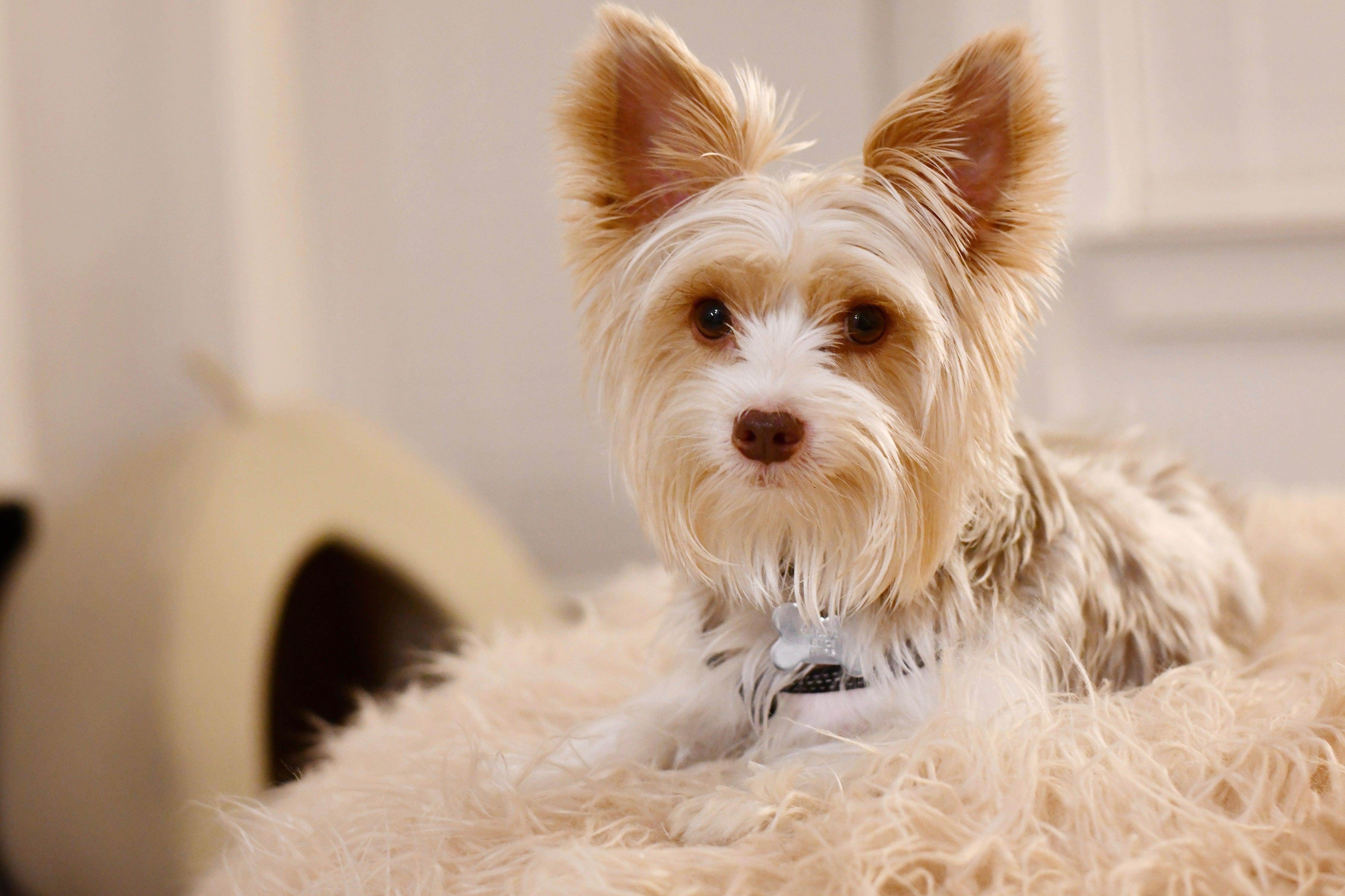 Pet Care Paradise: Spoiling Your Furry Friends