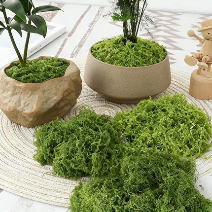 Artificial Green Plants Eternal Life Moss DIY Crafts Grass Garden Home Room Decor Mini Landscape Fake Grass 50/100/200g by zapcart