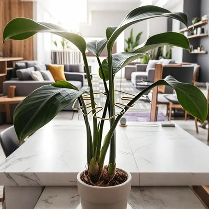 1Pc Large Monstera Plant Support Frame Sturdy Climbing Stems Leaf Stabilizer Outdoor Use for Tall Houseplant Hanging Plant Stand by zapcart