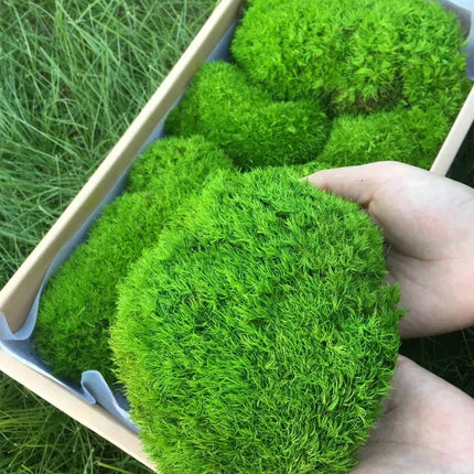 Artificial Green Plants Eternal Life Moss DIY Crafts Grass Garden Home Room Decor Mini Landscape Fake Grass 50/100/200g by zapcart