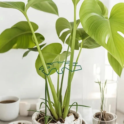 1Pc Large Monstera Plant Support Frame Sturdy Climbing Stems Leaf Stabilizer Outdoor Use for Tall Houseplant Hanging Plant Stand by zapcart