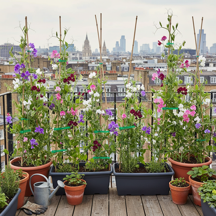 Balcony Garden